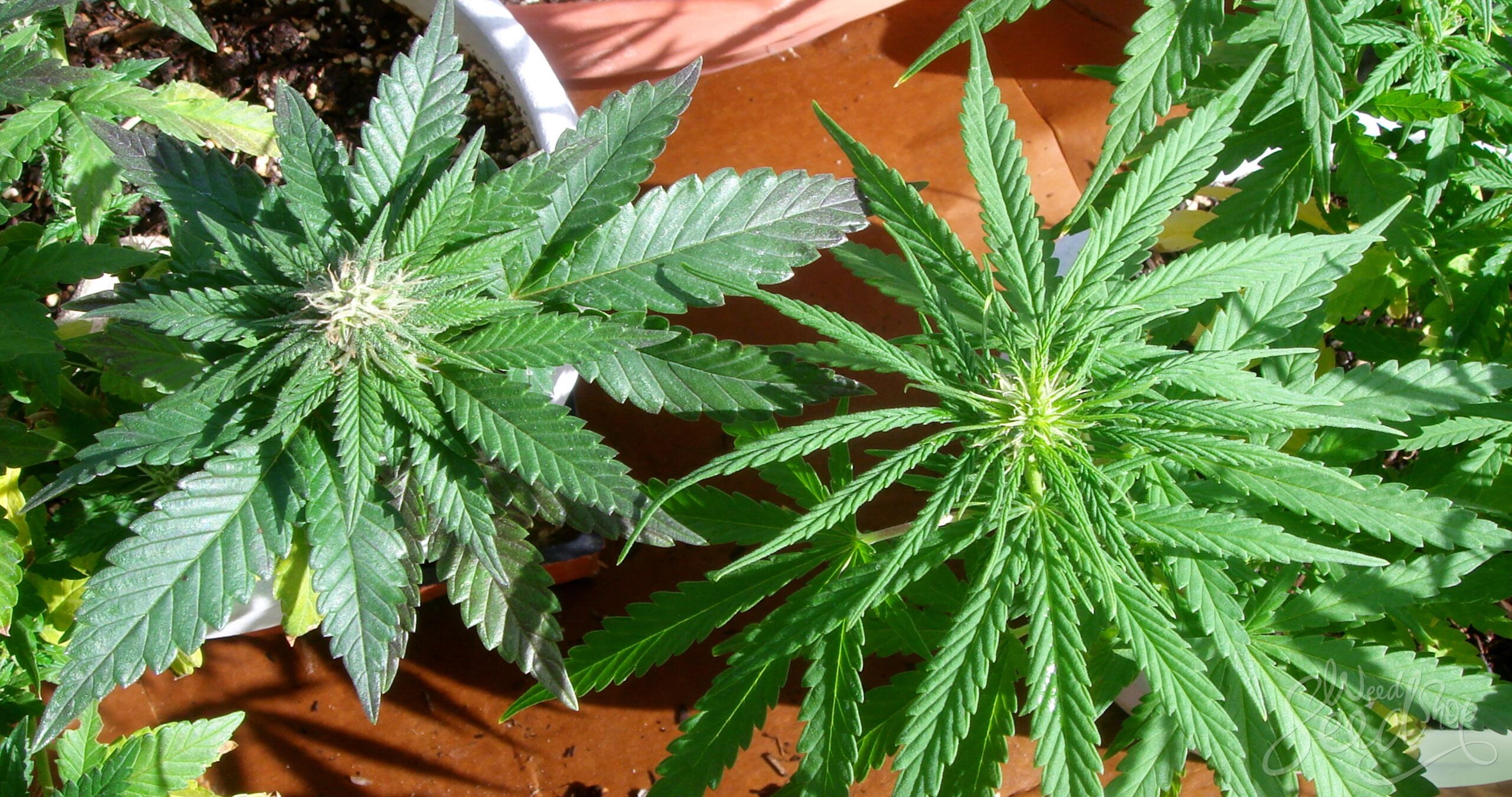 What’s the difference between indica, sativa and hybrid?