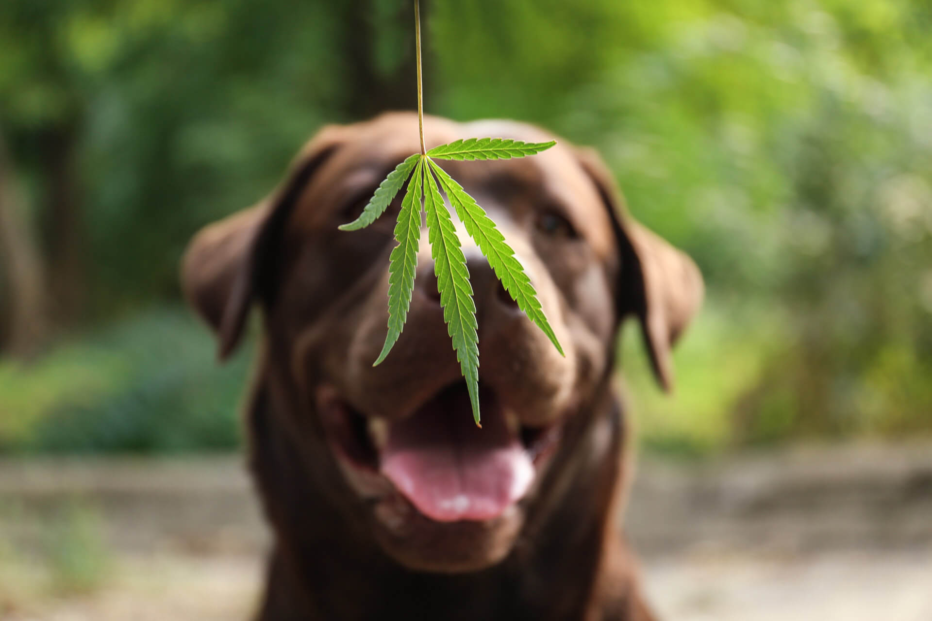 CBD for dogs, benefits and tips